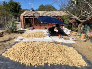 corn harvest