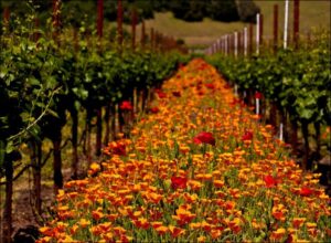 cover crops between wine grapes
